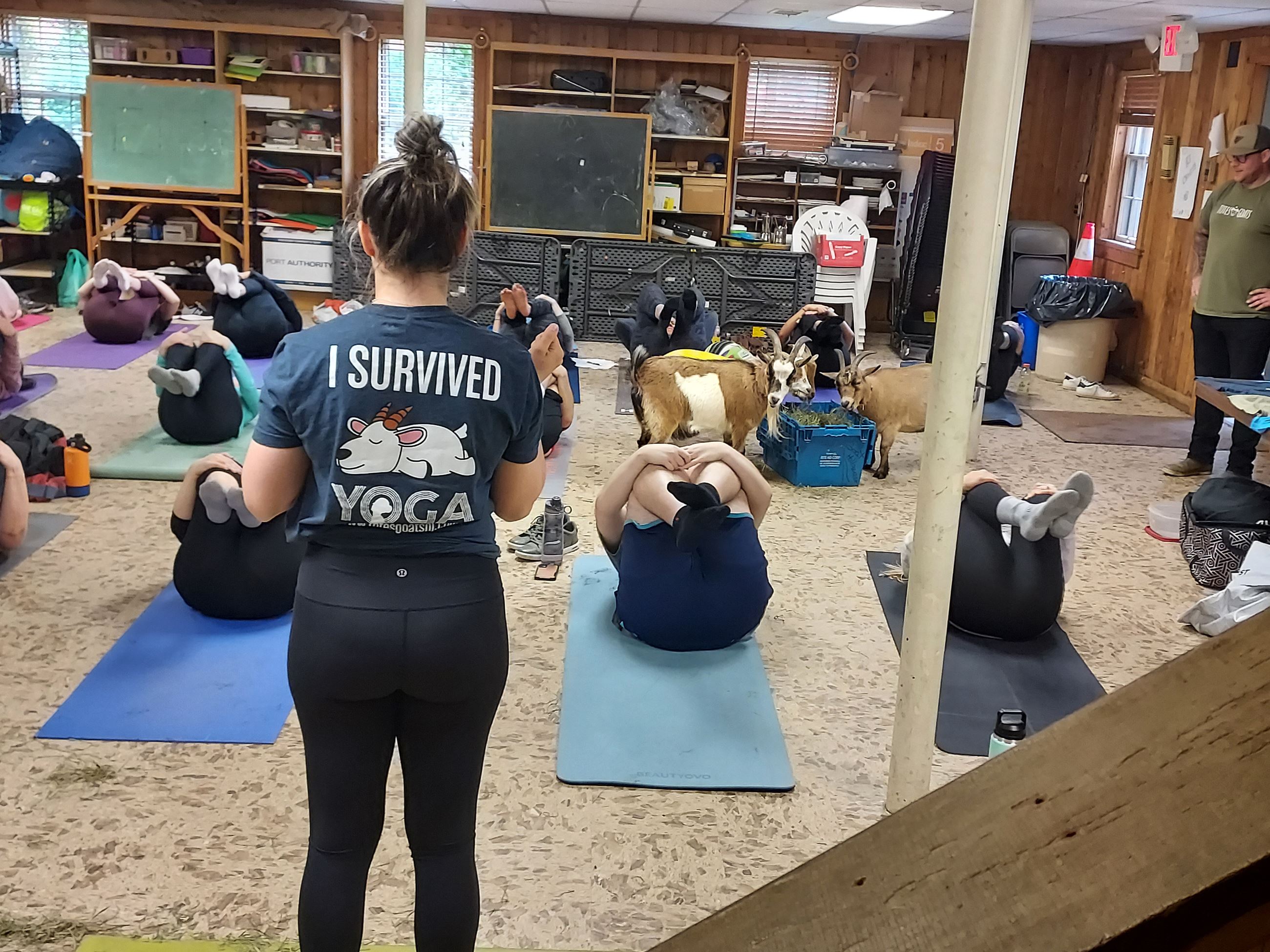 Indoor Goat Yoga