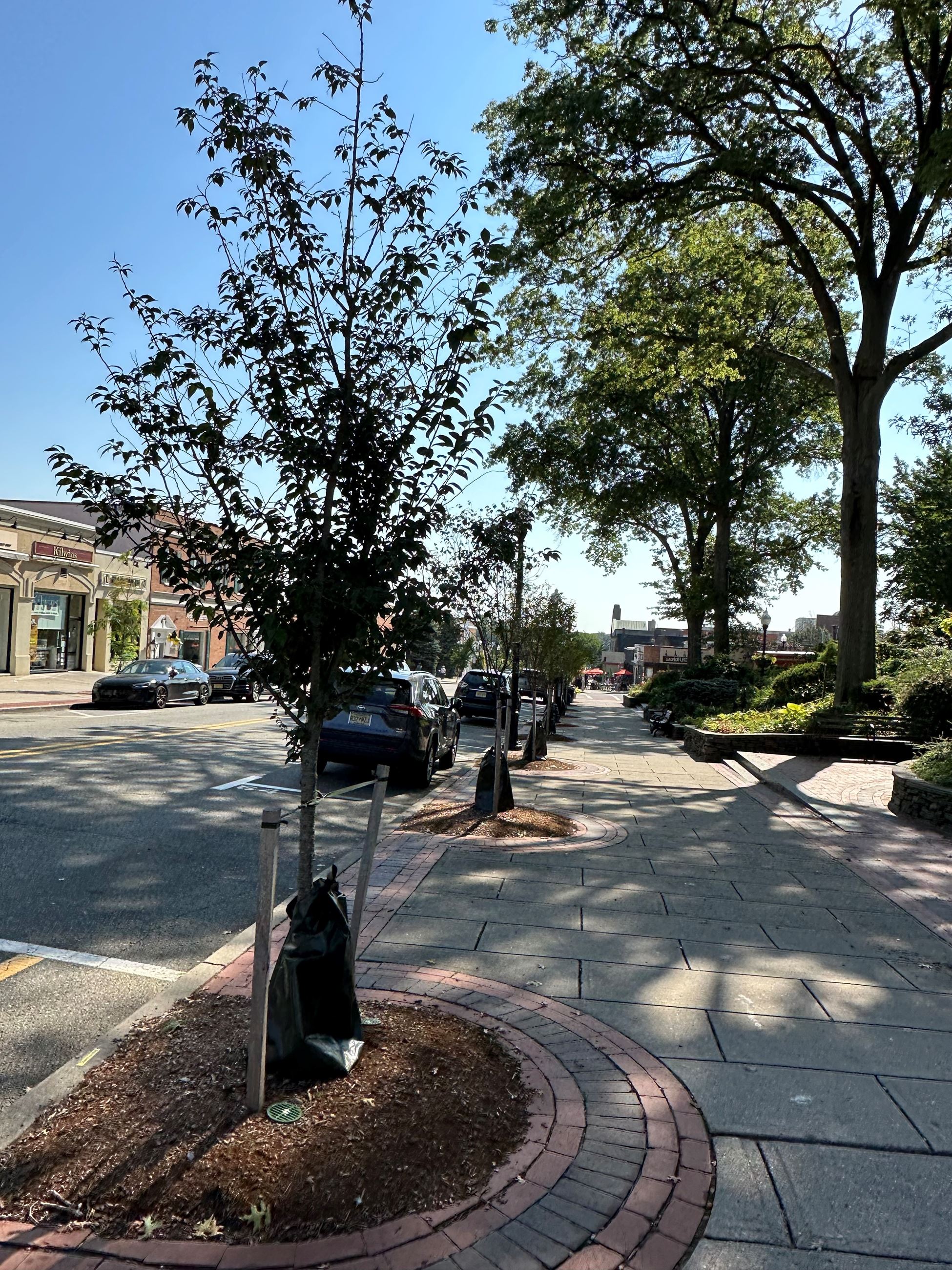 Shade Tree on Street
